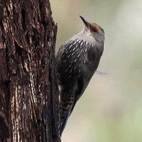 Red-browed Treecreeper
